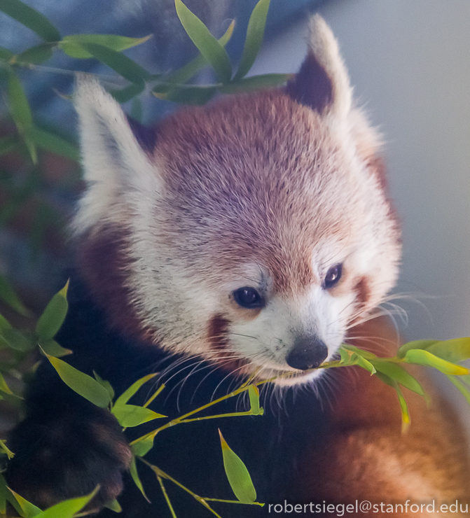 red panda